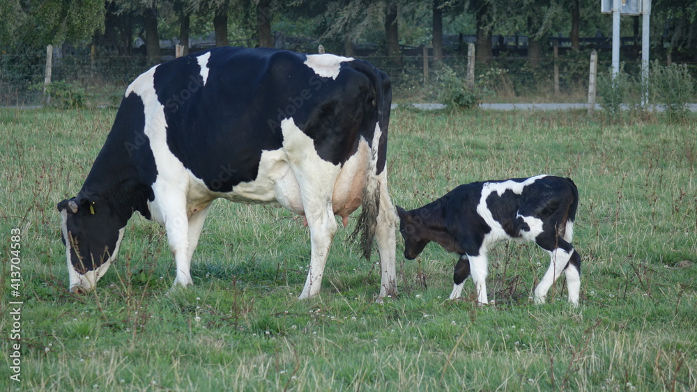 cows in a field