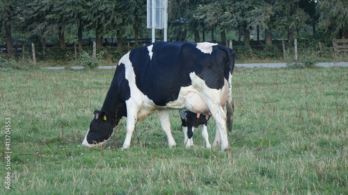 Cows in a field