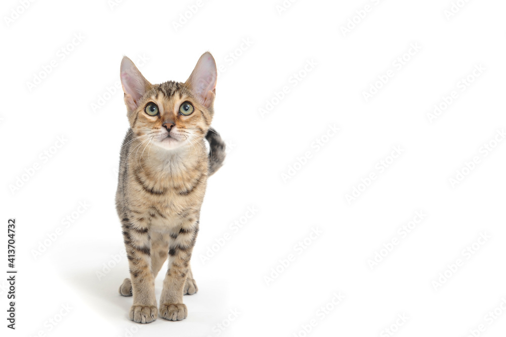 Purebred smooth-haired cat on a white background 