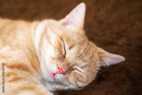 Fototapeta Naklejka Na Ścianę i Meble -  sleeping on a couch red cat close up