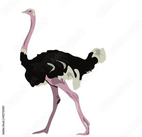 Vector drawing of an African ostrich on a white background.