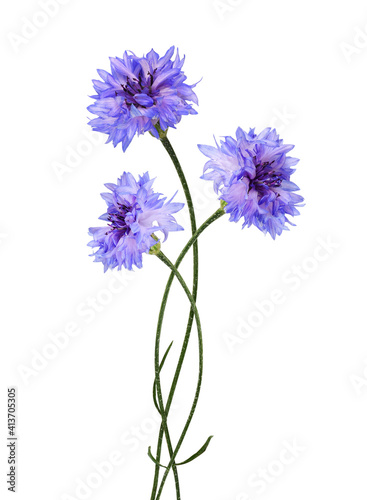 Fototapeta Naklejka Na Ścianę i Meble -  Purple knapweed flowers in a bouquet isolated on white