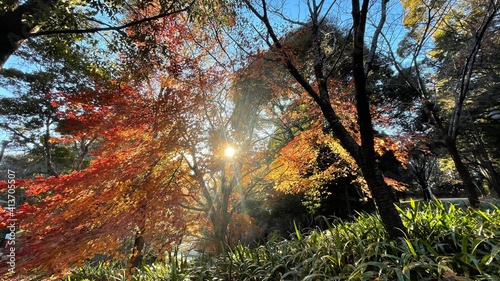 autumn in the forest