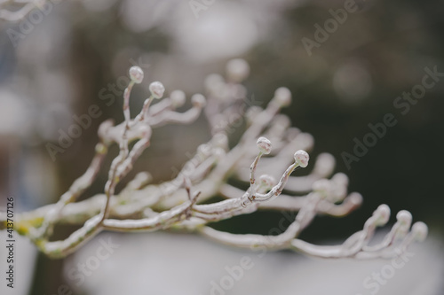 Buds of a Branch on an Icy Tree in the Winter Snow
