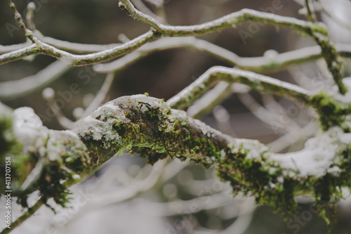 Icy and Mossy Branch in the Winter Snow