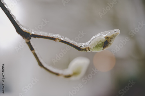 Winter Ice on a Young Bud of a new Tree Branch