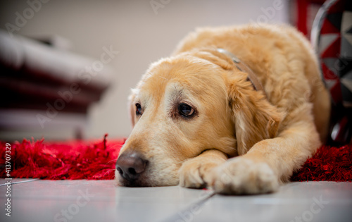 Un hermoso perro Labrador Terrier se encuentra triste y tirado en la alfombra roja de una habitación