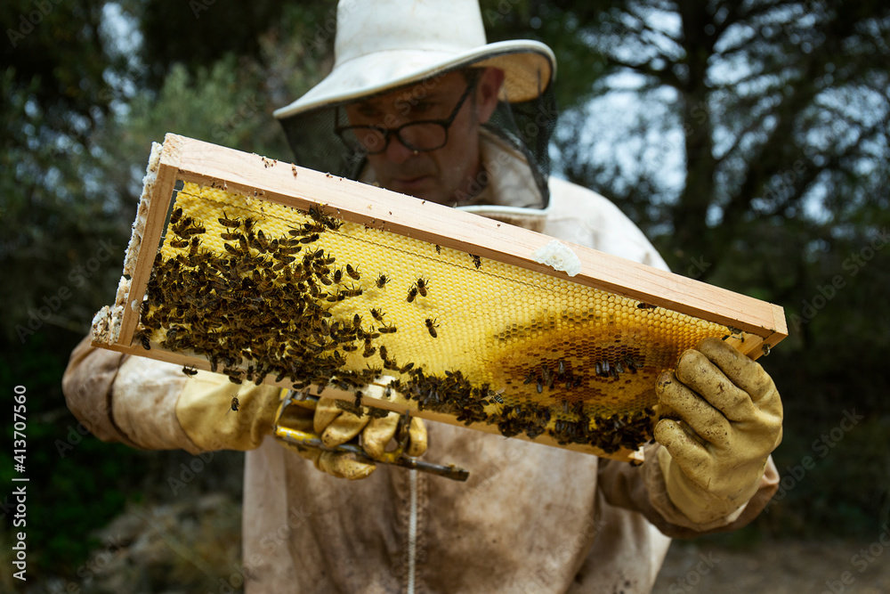 Mature man checking wooden beehive frame on field