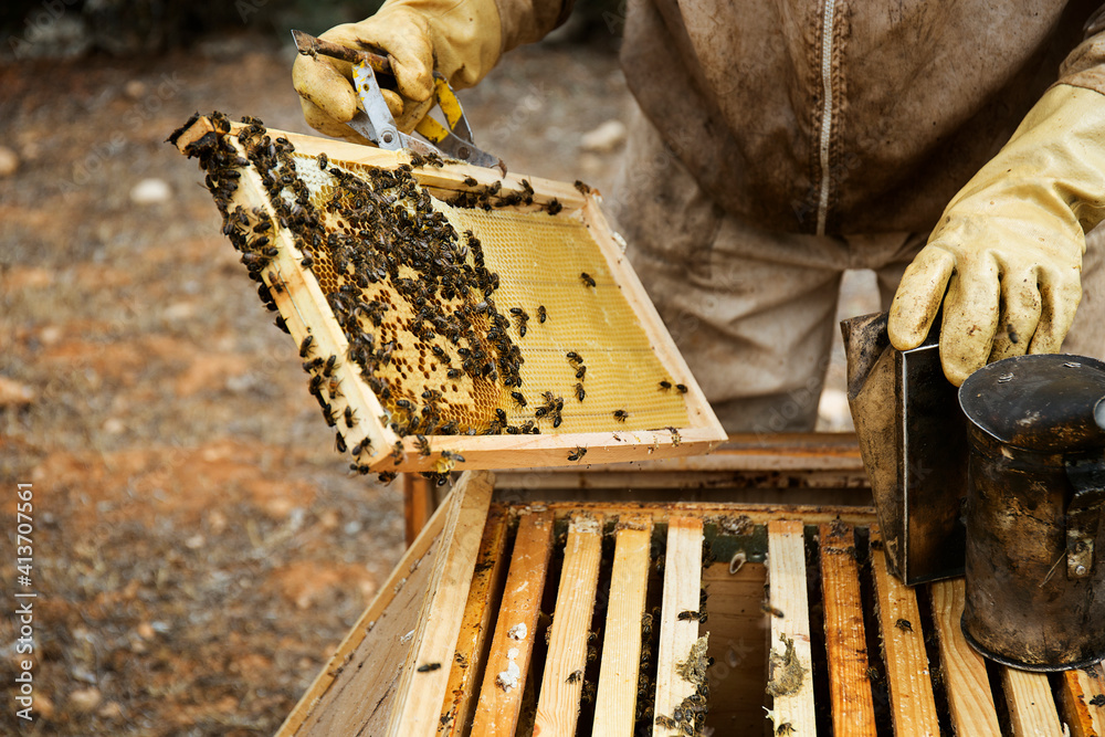 Male beekeeper holding beehive frame on field Male beekeeper holding beehive frame on field