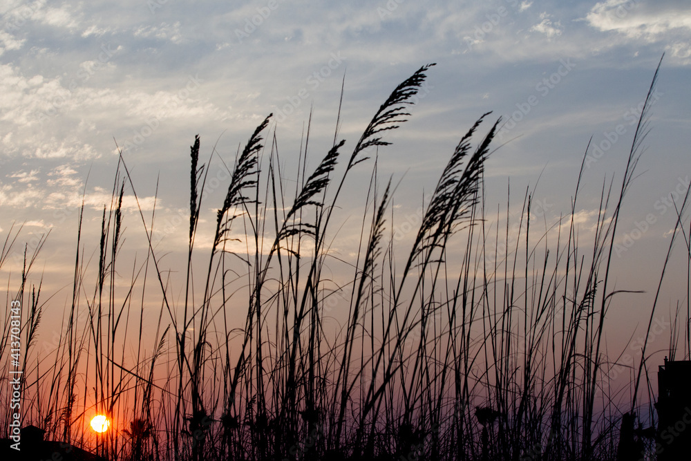 Silhouette grass against sky during sunset Silhouette grass against sky during sunset