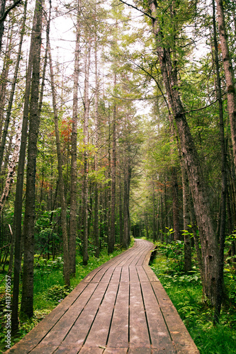 Boardwalk amidst trees in woodland photo