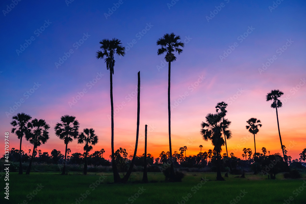 Sugar palm and paddy rice field at dusk