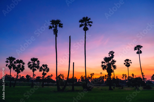 Sugar palm and paddy rice field at dusk