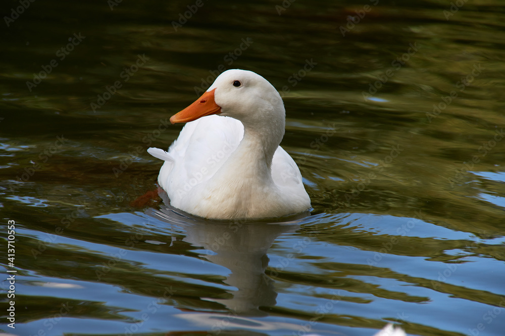 White goose swimming in the water White goose swimming in the water