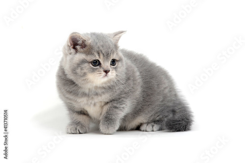 British shorthair kitten sits on a white background