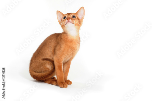 Abyssinian red cat sits on a white background