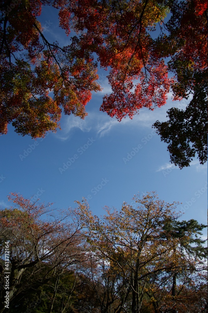 Obraz premium 紅葉