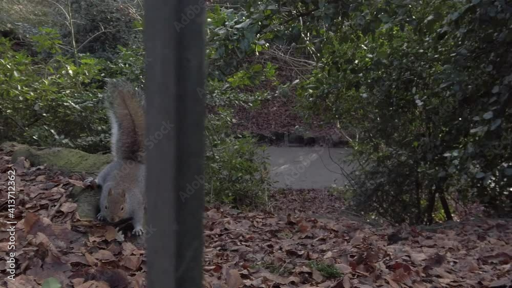Curious woodland squirrels chase each other in Autumn forest park close up slow motion dolly right Curious woodland squirrels chase each other in Autumn forest park close up slow motion dolly right