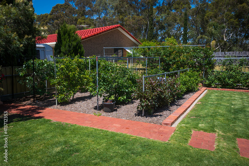 Cuadro en lienzo Rows of espalier fruit trees planted in a backyard orchard