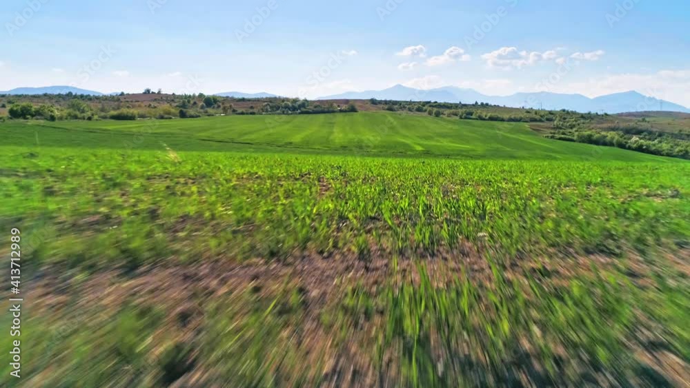 Beautiful agricultural rural scenery with green sprout wheat stems plantation and blue sky sunny day horizon, idyllic countryside, forward motion view Beautiful agricultural rural scenery with green sprout wheat stems plantation and blue sky sunny day horizon, idyllic countryside, forward motion view