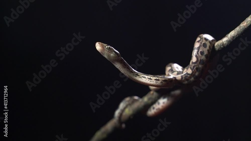 Water python snake or brown water python. Pythonidae snakes family. kept as pets in terrariums.