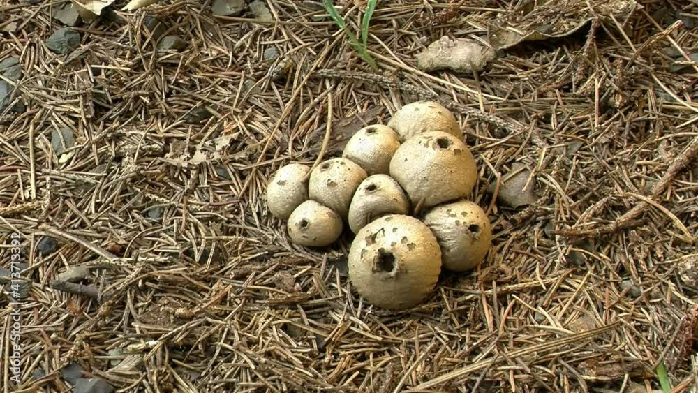 A cluster of puffball fungi (Lycoperdon perlatum) grow in pine duff. A cluster of puffball fungi (Lycoperdon perlatum) grow in pine duff.
