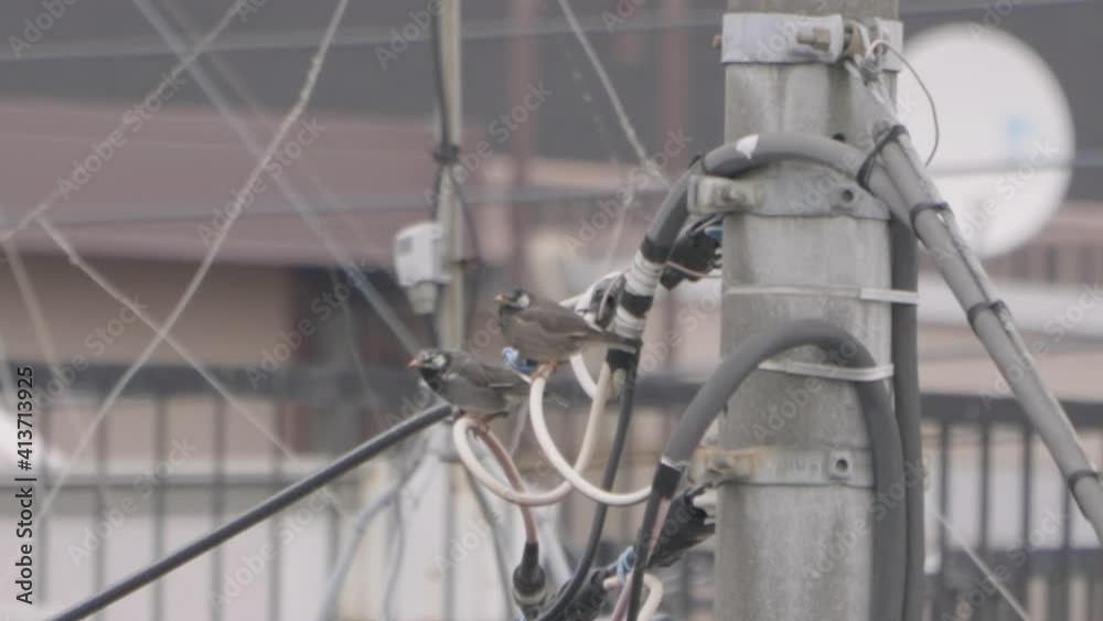 A fixed shot of two Dusky Thrush flying off an overhead power line with blurred buildings in the background in Tokyo, Japan. A fixed shot of two Dusky Thrush flying off an overhead power line with blurred buildings in the background in Tokyo, Japan.