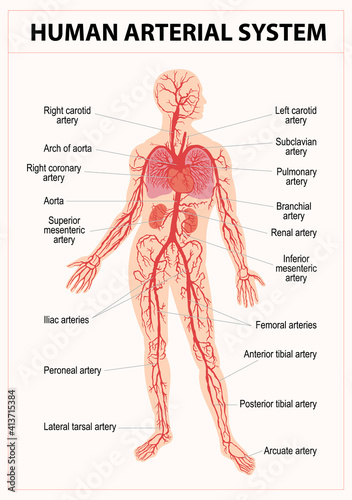 Human circulatory system diagram 
