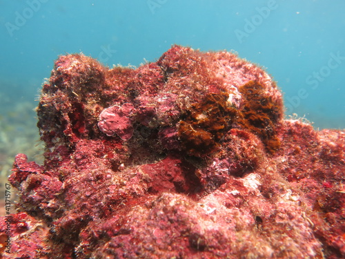 The coralline algae attached on rock at sea bottom photo
