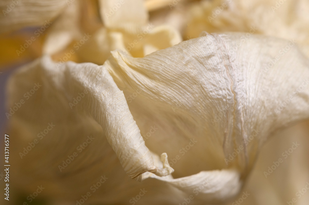 Dry Tulip flower fragment macro shot Dry Tulip flower fragment macro shot
