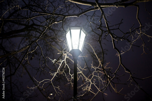 Photos Bare branches of a tree in the rays of a lantern at night