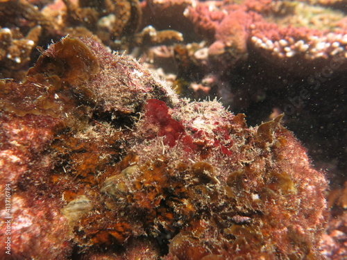 The coralline algae attached on rock at sea bottom