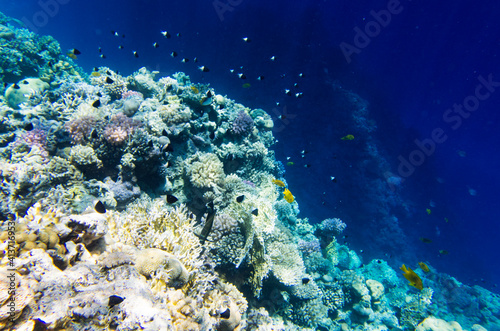Underwater landscape with corals on the slope