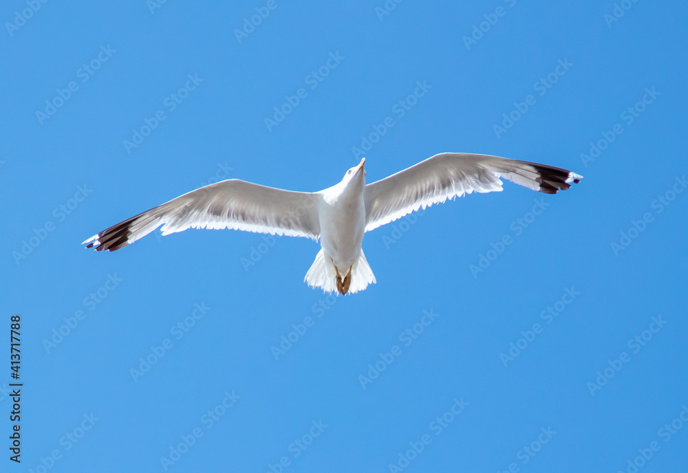 Obraz premium Seagull in flight against the blue sky.