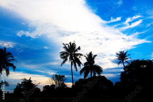 nice palm trees in the blue sky. Coconut palm trees