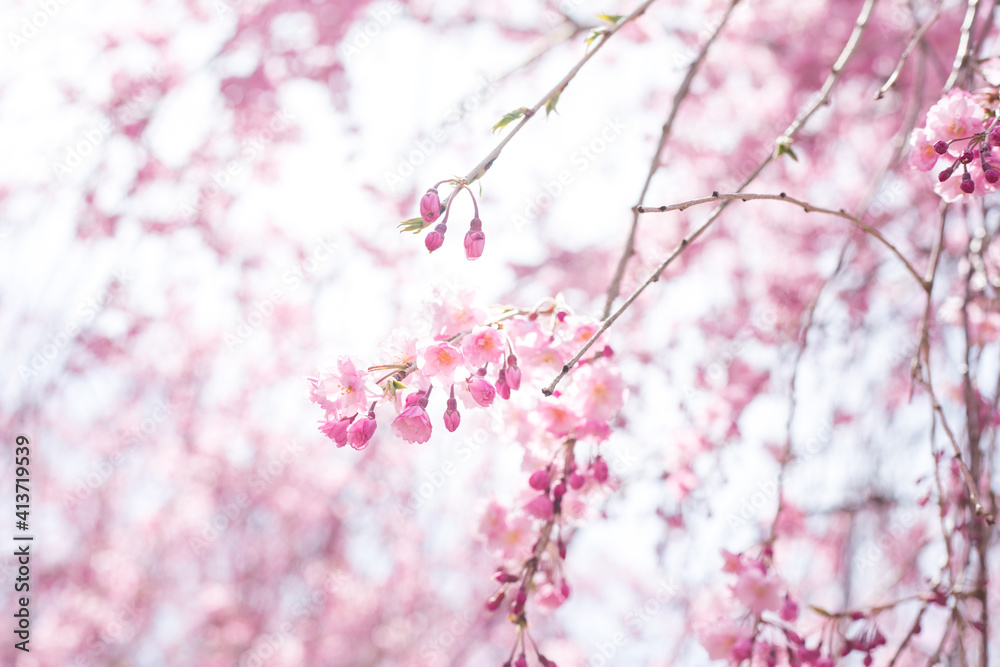 満開近い枝垂桜のアップ