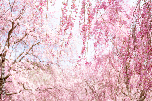 満開近い枝垂桜