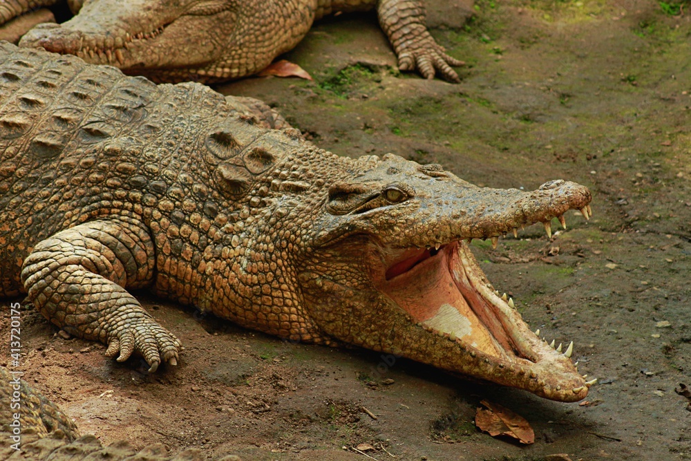 Obraz premium estuarine crocodile with mouth wide open