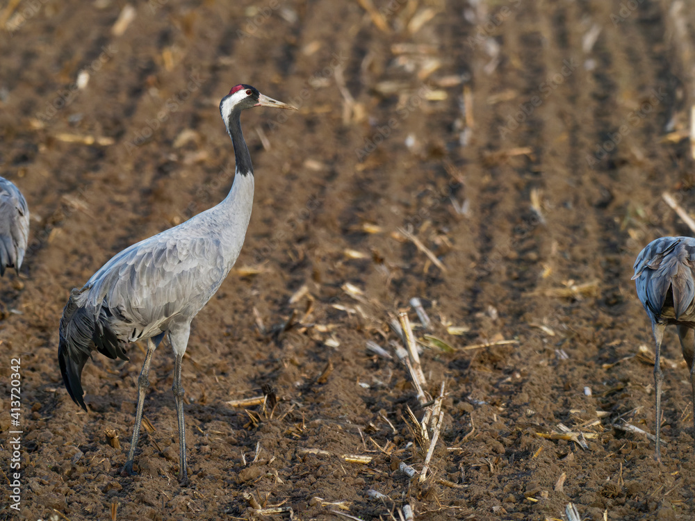 Kranich, Grus grus, Grauer Kranich, Eurasischer Kranich Kranich, Grus grus, Grauer Kranich, Eurasischer Kranich