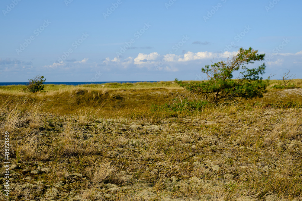 Obraz premium Landschaft mit Dünen und Strandseen am Darßer Ort, Nationalpark Vorpommersche Boddenlandschaft, Mecklenburg Vorpommern, Deutschland