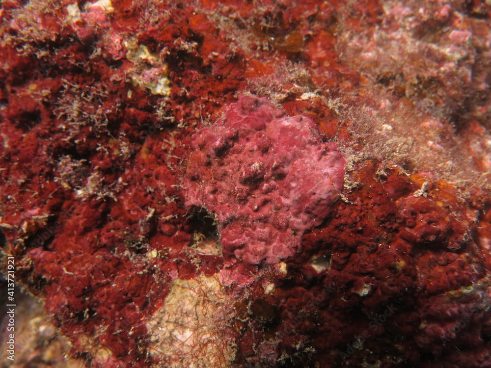 The coralline algae attached on rock at sea bottom The coralline algae attached on rock at sea bottom