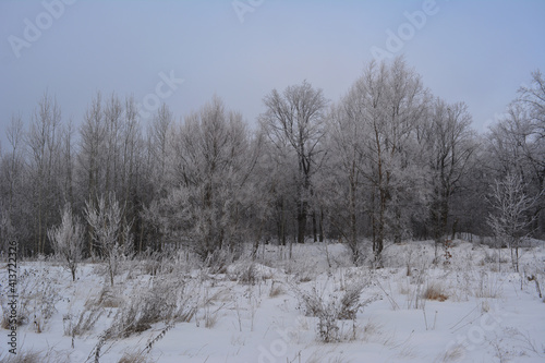 Winter scene with edge of forest, covered by hoarfrost.