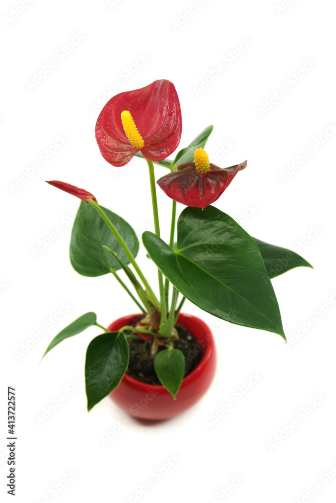Red Anthurium Laceleaf flower plant in pot isolated on a white background. General common names: anthurium, tailflower, laceleaf, flamingo flower. Red Anthurium Laceleaf flower plant in pot isolated on a white background. General common names: anthurium, tailflower, laceleaf, flamingo flower.