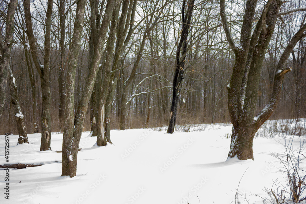 dense forest in winter during snowfall in Kharkiv, Ukraine dense forest in winter during snowfall in Kharkiv, Ukraine