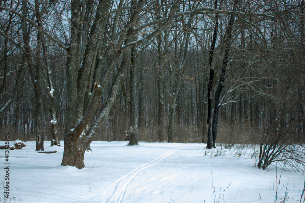 Fototapeta premium dense forest in winter during snowfall in Kharkiv, Ukraine
