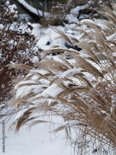 Chinese silver grass or maiden silvergrass (Miscanthus sinensis), ornamental plant bent under the weight of snow photo