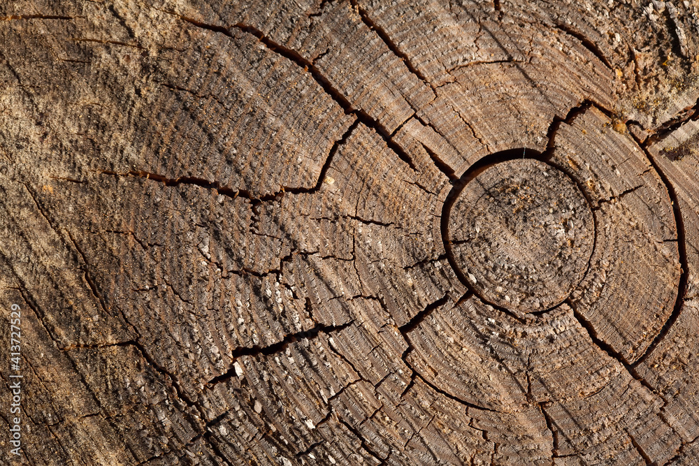 Fototapeta premium Woody background. A cut of a tree with tree rings and cracks.