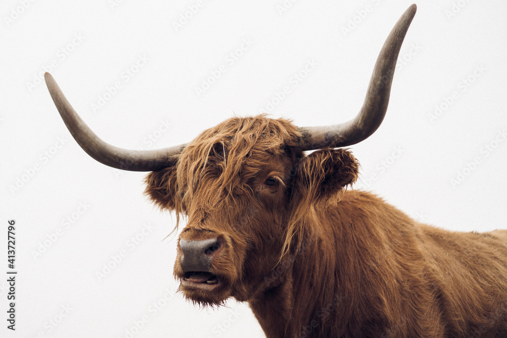 Close-up of highland cattle with mouth open against clear sky Close-up of highland cattle with mouth open against clear sky