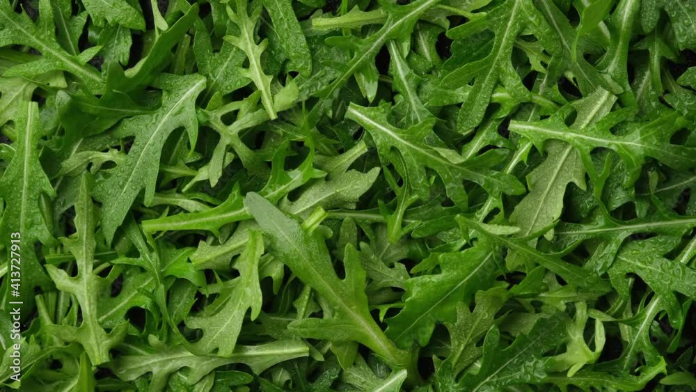 arugula top view. arugula salad heathy food arugula top view. arugula salad heathy food