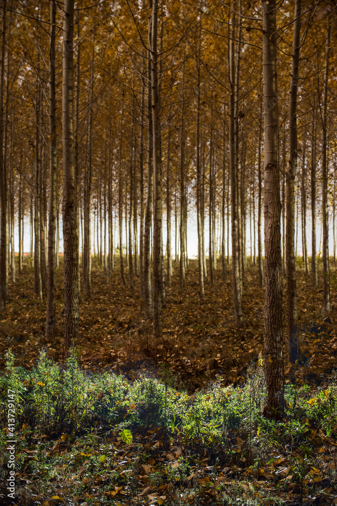 Trees on field at in forest at Boardman Trees on field at in forest at Boardman